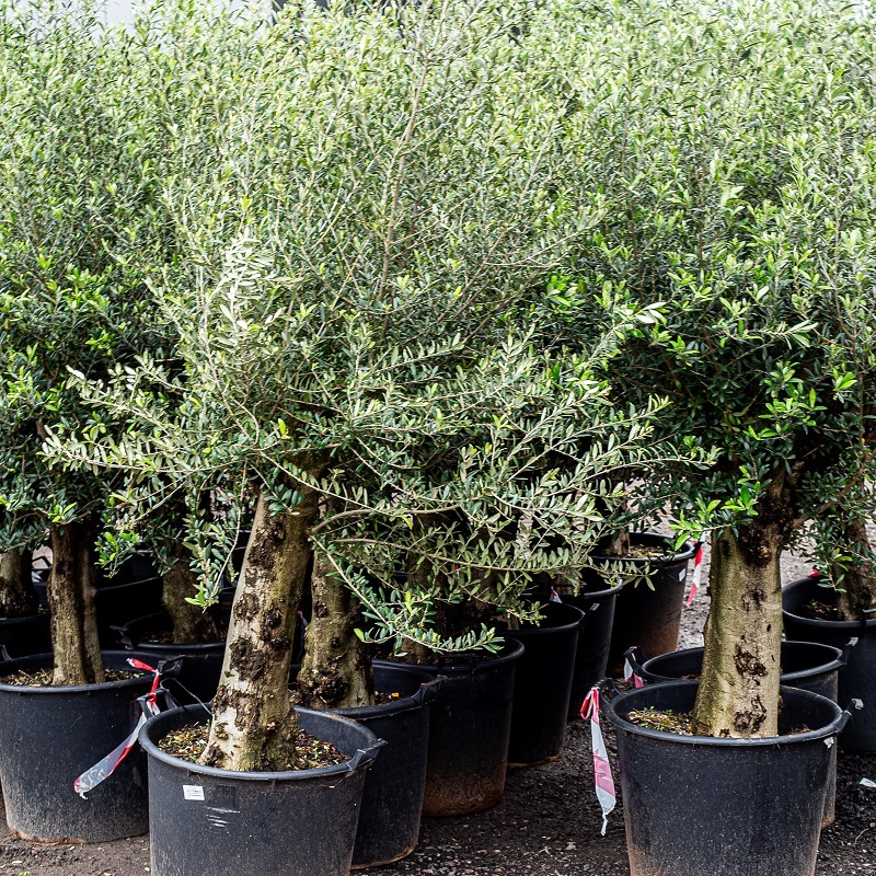 Olea Europaea Olivenbaum Olivenb Ume Kaufen Cm