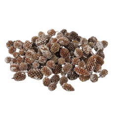 decoratieve noten kopen pb. Casurina white tip 500 gr