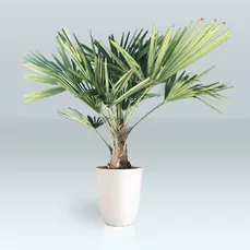 winterharde palm trachycarpus stam 20-30 cm ACTIE