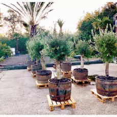 olijfbomen kopen Olijfboom in Wiskey vat geplant