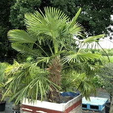 palmboom trachycarpus fortunei Royal Quality - In Bak