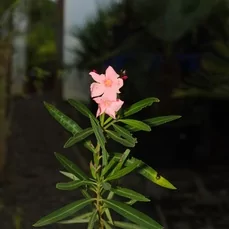 bladrozet oleander Roze
