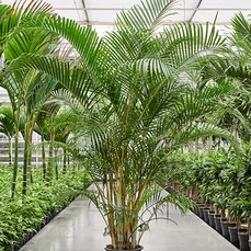 areca palm aanbieding