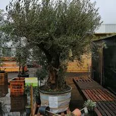 winterharde olijfboom Zwaar vertakt Grillige stam