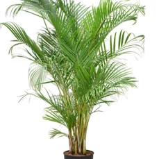 tropische-plant