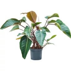 tropische-plant