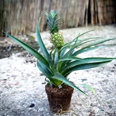 ananasplant eetbaar