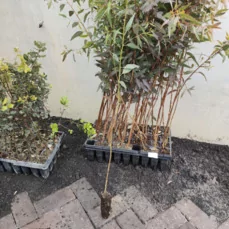 eucalyptus verzorging