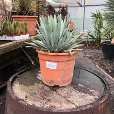 agave winter
