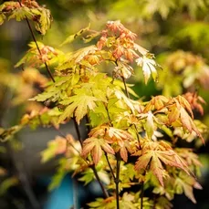 acer palmatum bloodgood