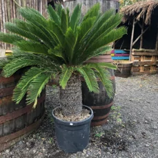 cycas revoluta groei Rechte Stam