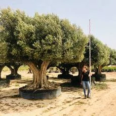 winterharde olijfboom 'Cieza'