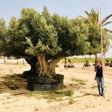 olijfbomen kopen Zwaar vertakt