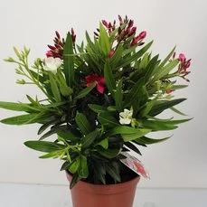 oleander wit Roze/rode bloem