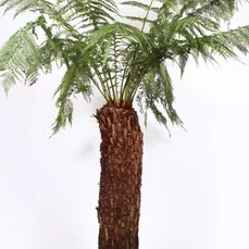 Dicksonia antartica prijs Stam 110-120 cm