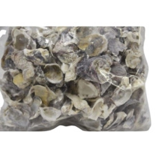 schelpen kopen Shell Oyster Talaba 1kg