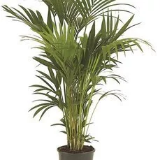 kentia palm buiten