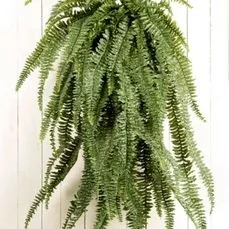 kunstplanten hornbach Large fern Hanging bush