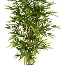 kunstplanten xenos Bamboo Toef