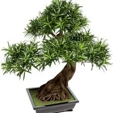 kunstplanten kwantum Bonsai Podocarpus