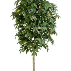 kunstplanten groothandel Citrus mandarine