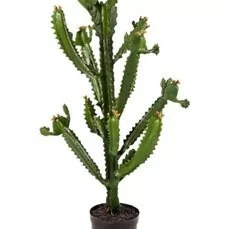 kunstplanten kwantum Euphorbia cactus
