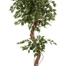 kunstplanten xenos Ficus corkscrew exotica