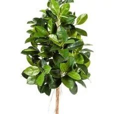 kunstplanten kwantum Ficus elastica