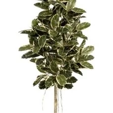 kunstplanten kunstplanten praxis Ficus elastica var.