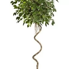 kunstplanten xenos Ficus exotica spiral Tree