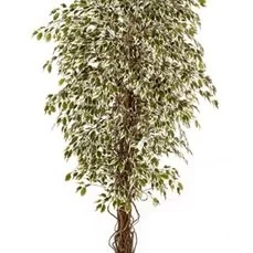 kunstplanten xenos Ficus hawaiian liana var.