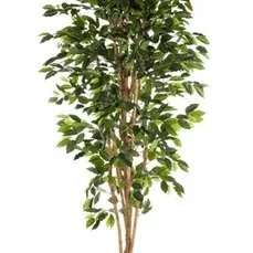 kunstplanten xenos Ficus nitida