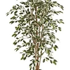 kunstplanten action Ficus nitida var.