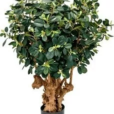 grote kunstplanten voor binnen Ficus panda botanic tree In plastic pot 1500 lvs
