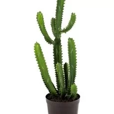 kunstplanten hornbach Finger cactus Wfl
