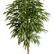 grote kunstplanten voor binnen Longifolia royal tree
