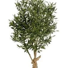 kunstplanten kunstplanten praxis Natural twisted olive Tree