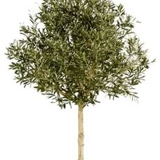 kunstplanten kunstplanten praxis Olea naturel tree topiary