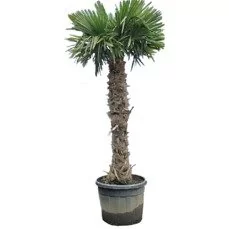 winterharde palm trachycarpus 140-160 Stam