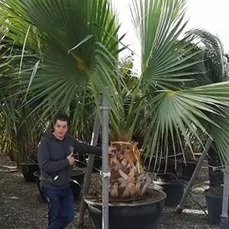 snel groeiende palm Exclusive