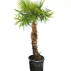 winterharde palm trachycarpus 120-150 Stam