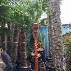 winterharde palm trachycarpus 180-200 Kale Stam