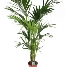 kentia palm verzorging