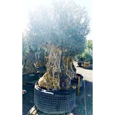 olijfboom kopen Sprookjesboom