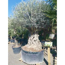olijfbomen kopen Sprookjesboom
