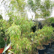 bamboe kopen NL Kweek