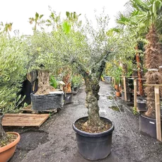 olijfboom kopen Actie