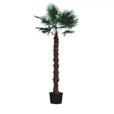 palmboom trachycarpus fortunei 220-250 Stam