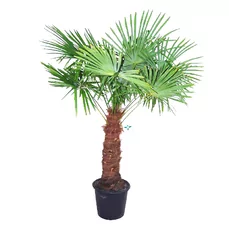 palmboom trachycarpus fortunei 50-60 Stam