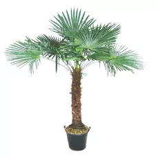 trachycarpus fortunei kopen 120-140 Stam